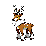 Sawsbuck (Winter)